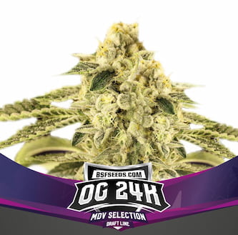 OG 24K Samen > BSF Seeds | Feminisierte Hanfsamen  |  Hybrid