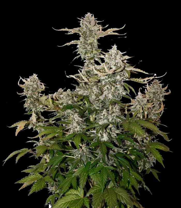 OG Candy Dawg Kush Autoflower Seed > Seed Stockers | Autoflowering Cannabis   |  Indica