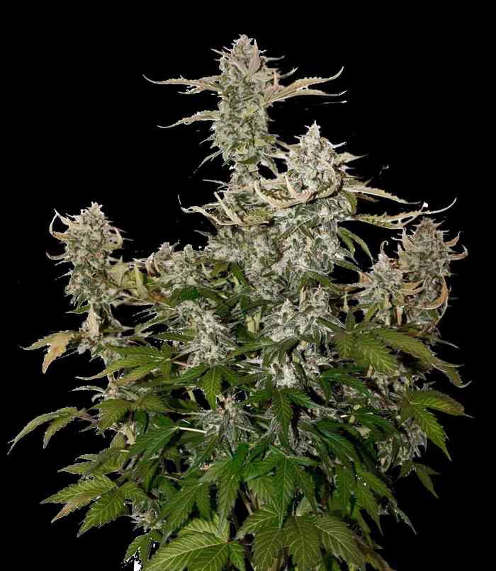 Candy Dawg Autoflower > Seed Stockers | Autoflowering Cannabis   |  Indica