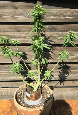 OG Kush Automatic > White Label | Semillas de marihuana autoflorecientes  |  Índica