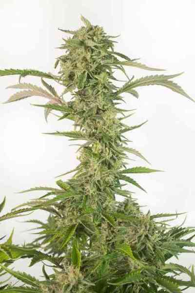 OG Kush Auto CBD > Dinafem | Autoflowering Hanfsamen  |  Sativa