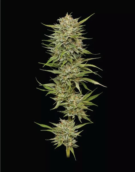OG Kush Auto > Humboldt Seed Company | Autoflowering Cannabis   |  Indica