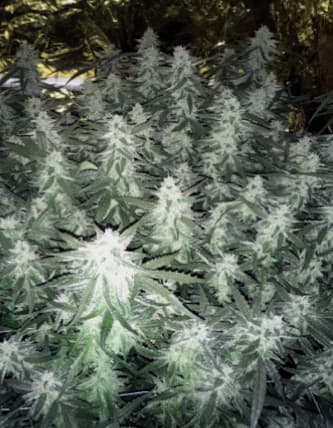 OG Kush Autoflower > Seed Stockers | Autoflowering Hanfsamen  |  Indica