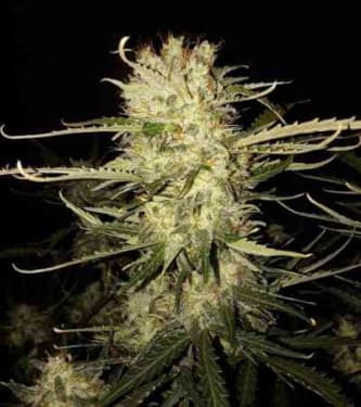 OG Kush Autoflower > Seed Stockers | Autoflowering Cannabis   |  Indica