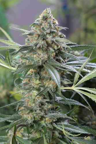 OG Kush CBD > Dinafem Seeds | Semillas feminizadas  |  Híbrido