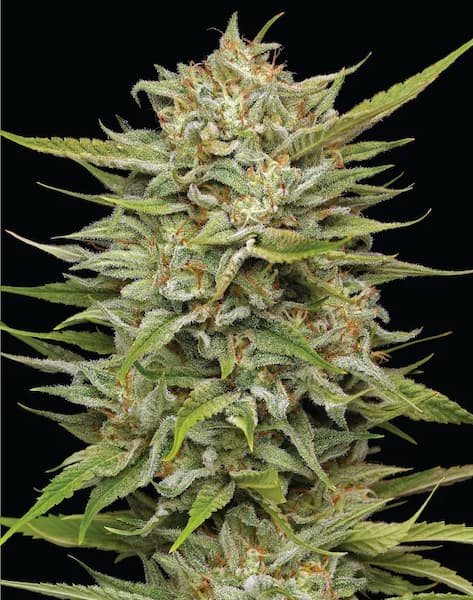 OG Kush > Humboldt Seed Company | Feminized Cannabis   |  Indica