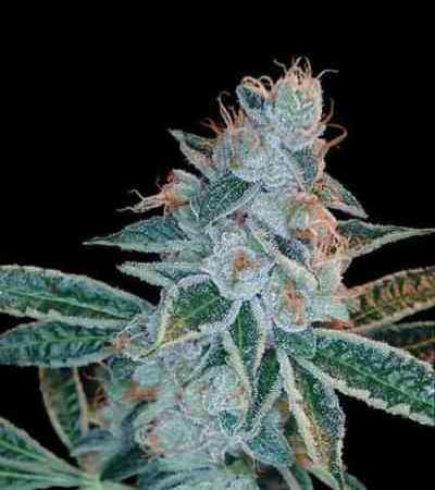 O.G. Skunk > DNA Genetics