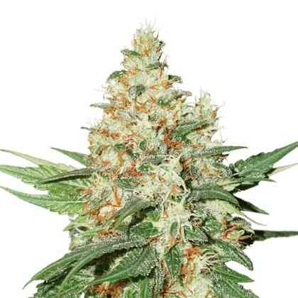 OG Kush > Seed Stockers | Feminized Marijuana   |  Indica