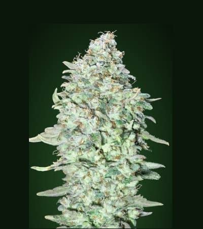 OG Kush SFV > Advanced Seeds | Feminized Marijuana   |  Indica