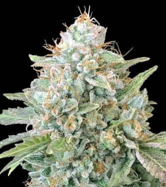 OG Kush SFV Fast > Advanced Seeds | Feminized Marijuana   |  Indica