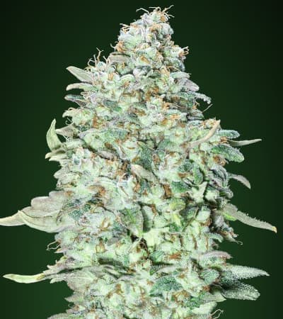 OG Kush SFV > Advanced Seeds | Feminized Marijuana   |  Indica