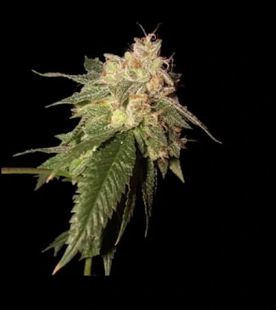 OG Kush > Reserva Privada | Feminisierte Hanfsamen  |  Indica