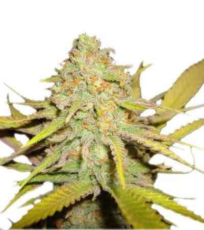 O.G. Kush > Royal Queen Seeds | Semillas feminizadas  |  Índica