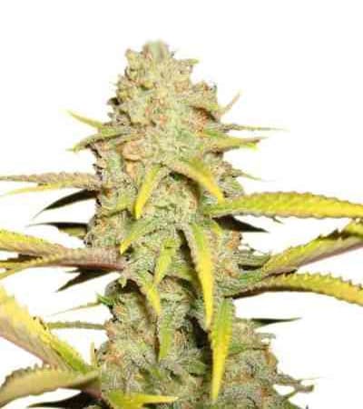 O.G. Kush > Royal Queen Seeds | Feminized Marijuana   |  Indica