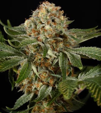 OG Kush > Silent Seeds | Feminized Marijuana   |  Indica