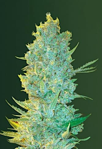 OG Kush > Victory Seeds | Semillas feminizadas  |  Índica