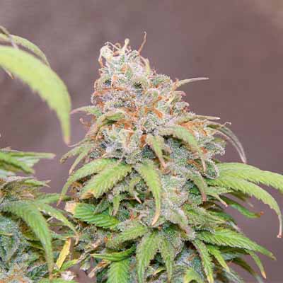 OG Kush > White Label Seeds | Semillas feminizadas  |  Índica
