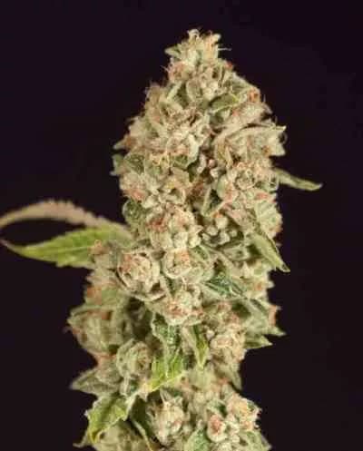 OG Reek\'n > The Devil\'s Harvest Seed Company | Feminized Marijuana   |  hybrid