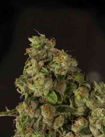 OG Reek\'n > The Devil\'s Harvest Seed Company | Feminisierte Hanfsamen  |  Hybrid