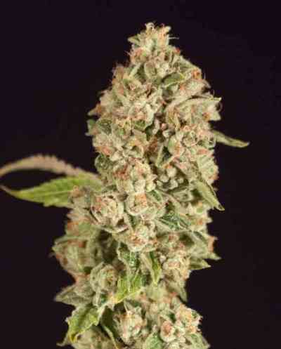 OG Reek\'n > The Devil\'s Harvest Seed Company | Feminisierte Hanfsamen  |  Hybrid