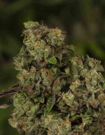 OG Reek\'n > The Devil\'s Harvest Seed Company | Feminized Marijuana   |  hybrid