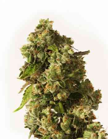 OG Reek\'n > The Devil\'s Harvest Seed Company | Feminized Marijuana   |  hybrid