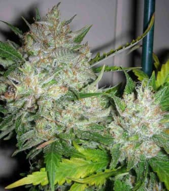 OGiesel > The Cali Connection | Feminized Marijuana   |  hybrid