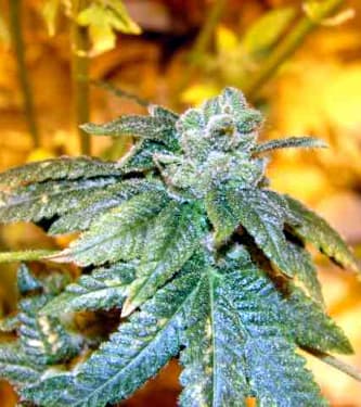 OGiesel > The Cali Connection | Feminized Marijuana   |  hybrid
