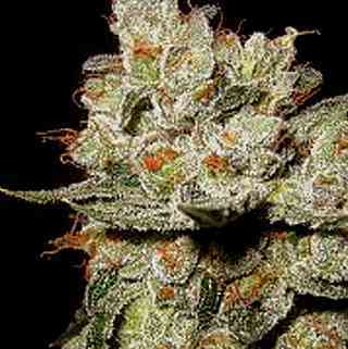 OG\'s Kush > Blim Burn Seeds | Graines Féminisées  |  Indica