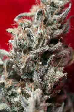 O`Haze Red > Reggae Seeds