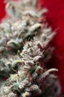 O`Haze Red > Reggae Seeds | Feminized Marijuana   |  Sativa