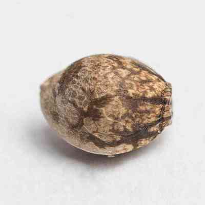 Old Congo > Tropical Seeds Company | Regular Cannabis   |  Sativa