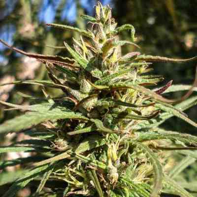 Old Congo > Tropical Seeds Company | Regular Cannabis   |  Sativa
