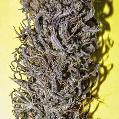 Old Congo > Tropical Seeds Company | Regular Marijuana   |  Sativa