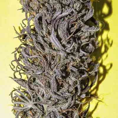 Old Congo > Tropical Seeds Company | Graines Normal  |  Sativa