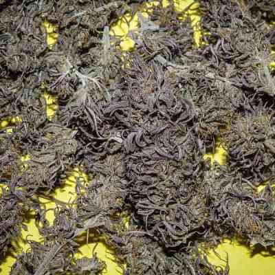 Old Congo > Tropical Seeds Company | Regular Marijuana   |  Sativa