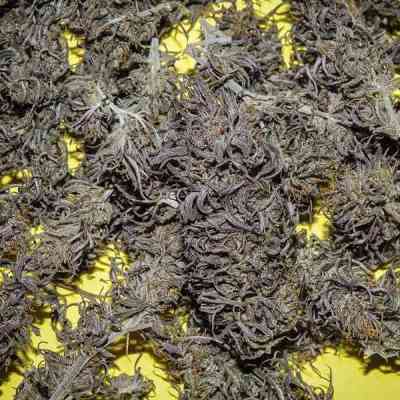 Old Congo > Tropical Seeds Company | Semillas Regulares  |  Sativa