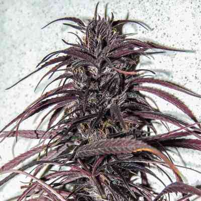 Old Congo > Tropical Seeds Company | Semillas Regulares  |  Sativa