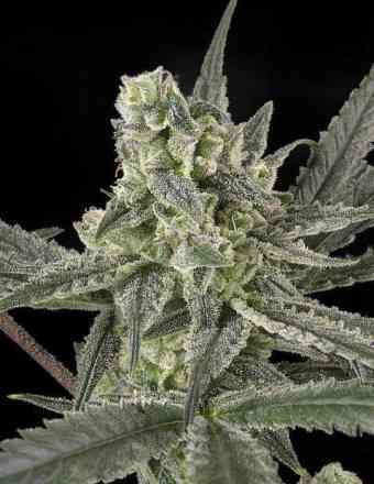 Old School > Ripper Seeds | Feminized Marijuana   |  Indica