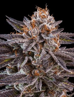 OMG > Ripper Seeds | Feminized Marijuana   |  hybrid