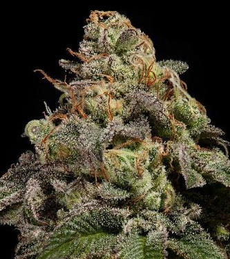 OMG > Ripper Seeds | Feminized Marijuana   |  hybrid