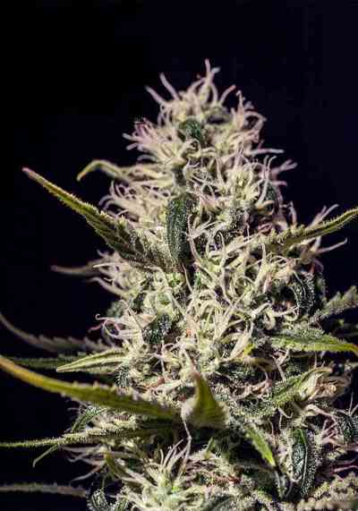 One Love Haze > Positronics | Feminized Marijuana   |  Sativa