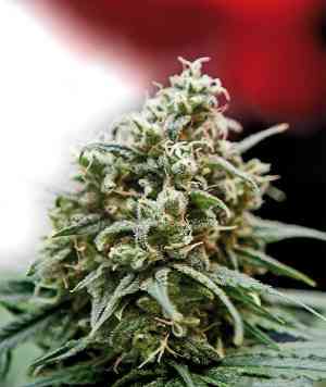 One Love Haze > Positronics | Feminized Marijuana   |  Sativa