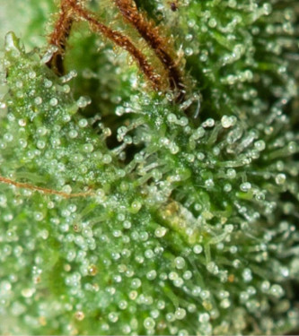 Only CBD > Eva Female Seeds | Semillas CBD  |  Híbrido