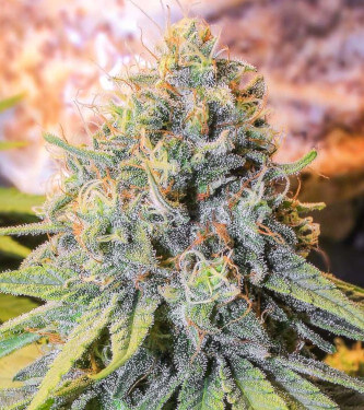 Only CBD > Eva Female Seeds | CBD Hanfsamen  |  Hybrid