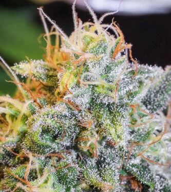 Only CBD > Eva Female Seeds | CBD cannabis seeds  |  Hybrid