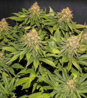 Only CBD > Eva Female Seeds | Semillas CBD  |  Híbrido