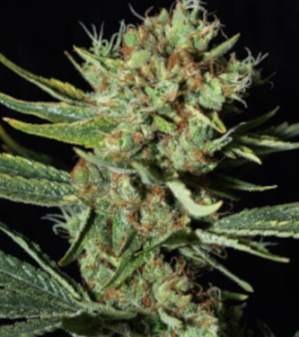 Only CBD > Eva Female Seeds | CBD Hanfsamen  |  Hybrid