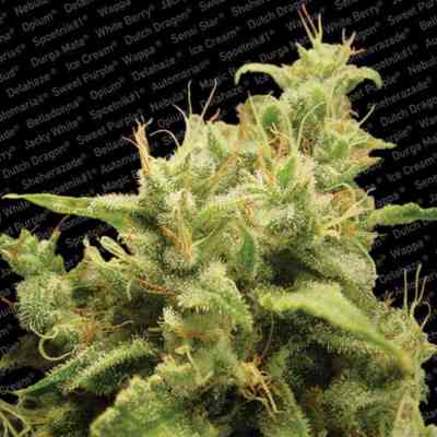 Opium > Paradise Seeds | Feminized Marijuana   |  hybrid