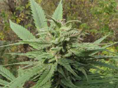 Opium > Paradise Seeds | Feminized Marijuana   |  hybrid